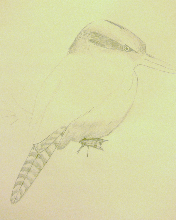 Creation of Kookaburra: Step 2