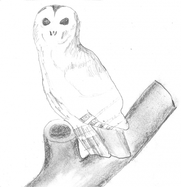 Creation of owl: Step 2