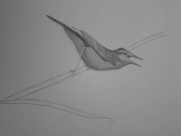 Creation of Little bird : Step 1