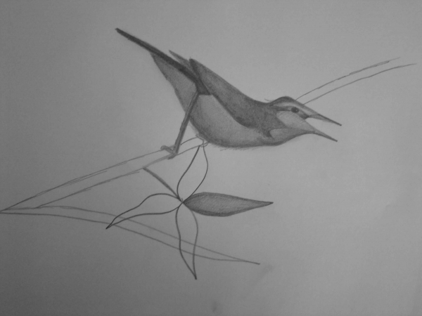 Creation of Little bird : Step 2