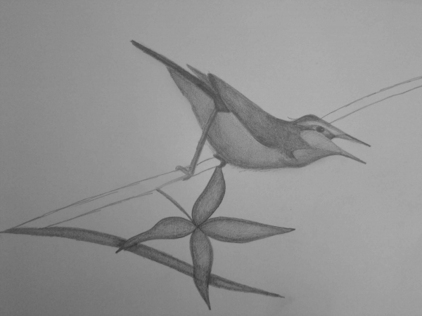 Creation of Little bird : Step 3