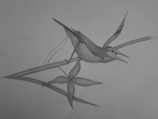 Creation of Little bird : Step 4
