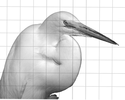 Creation of Its A Bird really It is: Step 1