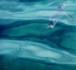  underwater bird