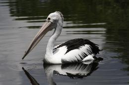 AustralianPelican