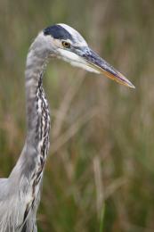 Blue Crane