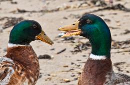 Chatting Ducks