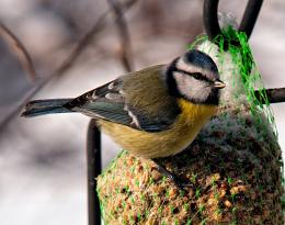 Great titmouse