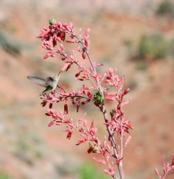 Hummingbird