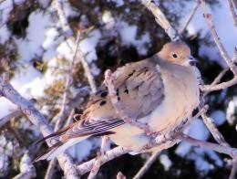 LonesomeDove