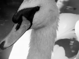 Male Swan