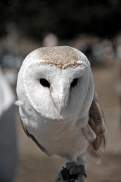 MaskedOwl