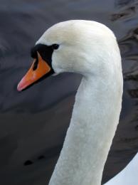 MuteSwan