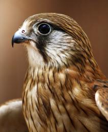 Nankeen Kestrel