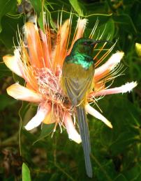 Orangebreastedsunbird