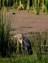 Purple Heron