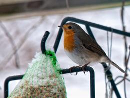 Robin Redbreast