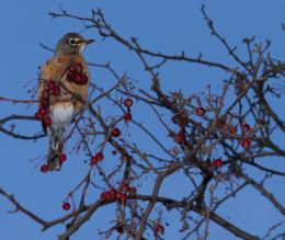 Robins in December