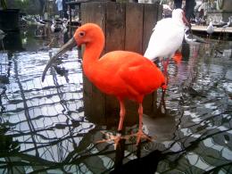 Scarlet ibis