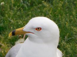 Seagull