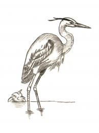 BlueHeron