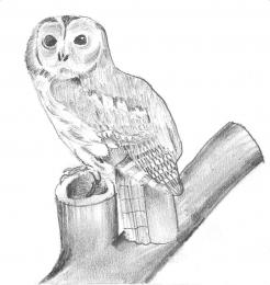 owl