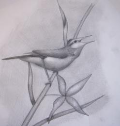 Littlebird