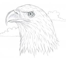 Bald Eagle Picture