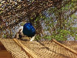 peacock nap