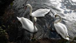 swans