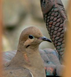 sweet morning dove