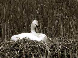 the Hardy Swan Picture