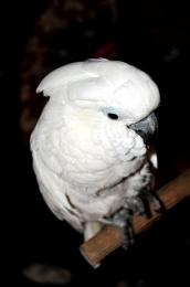 umbrella cockatoo