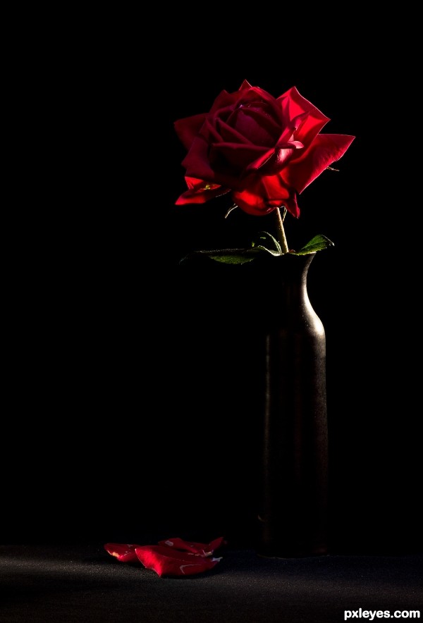 Single rose