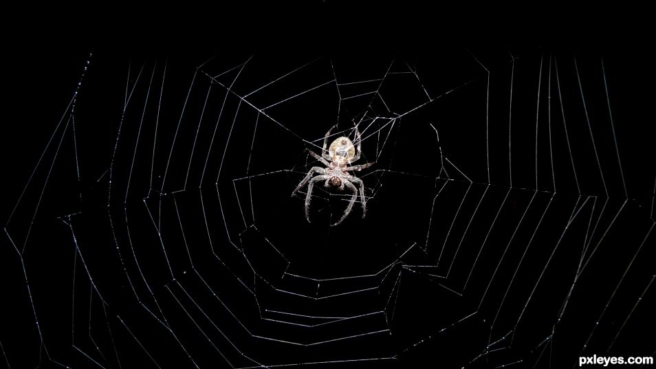 Garden spider