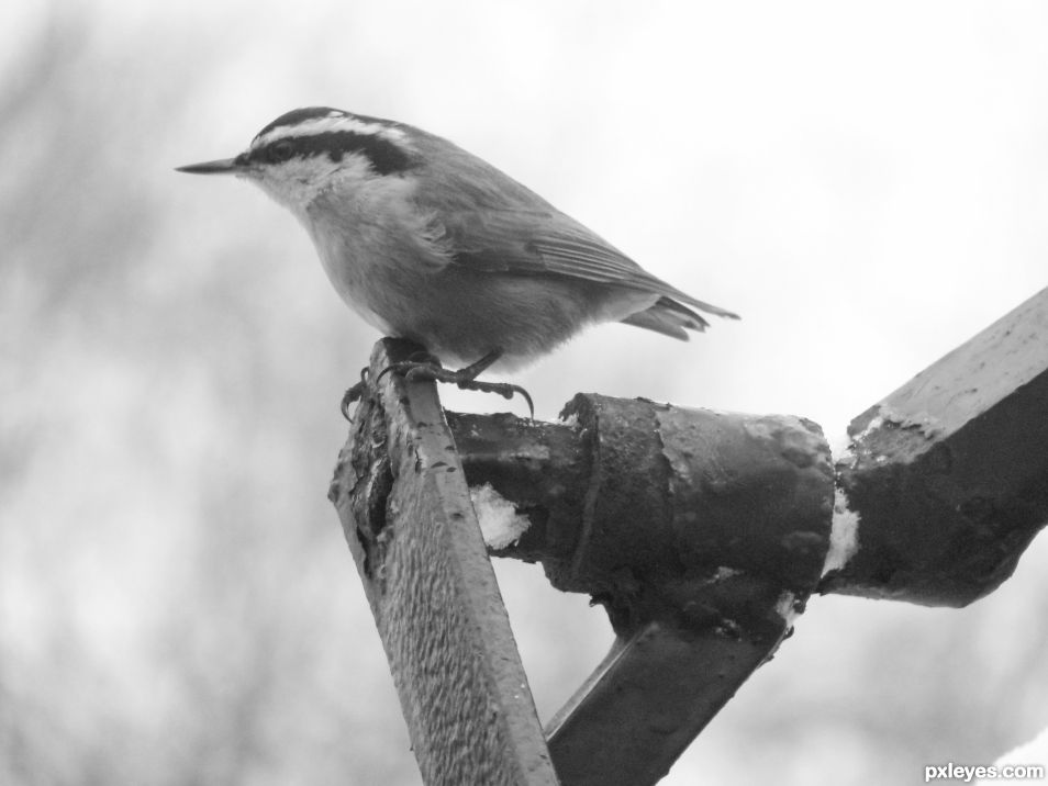 Nuthatch 