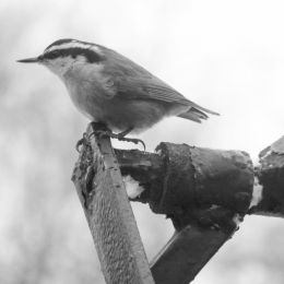 Nuthatch