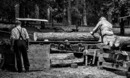 Sawing up Logs