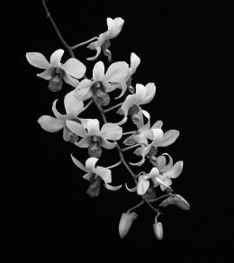 Orchids Beauty