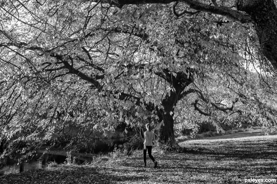 Large tree