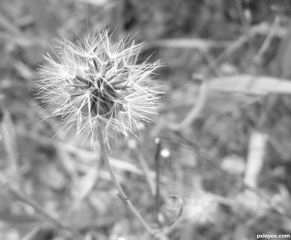 Flower Gone to Seed