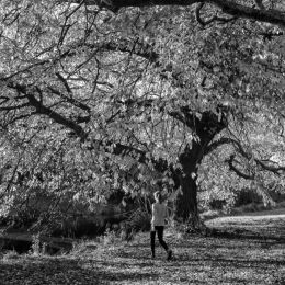 Largetree