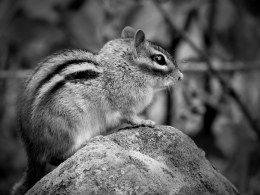 Chipmunk