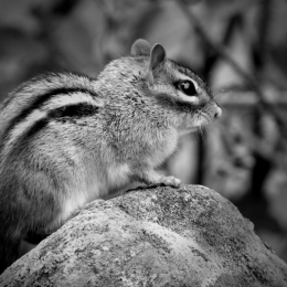 Chipmunk