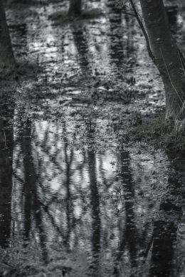 Forest Floor