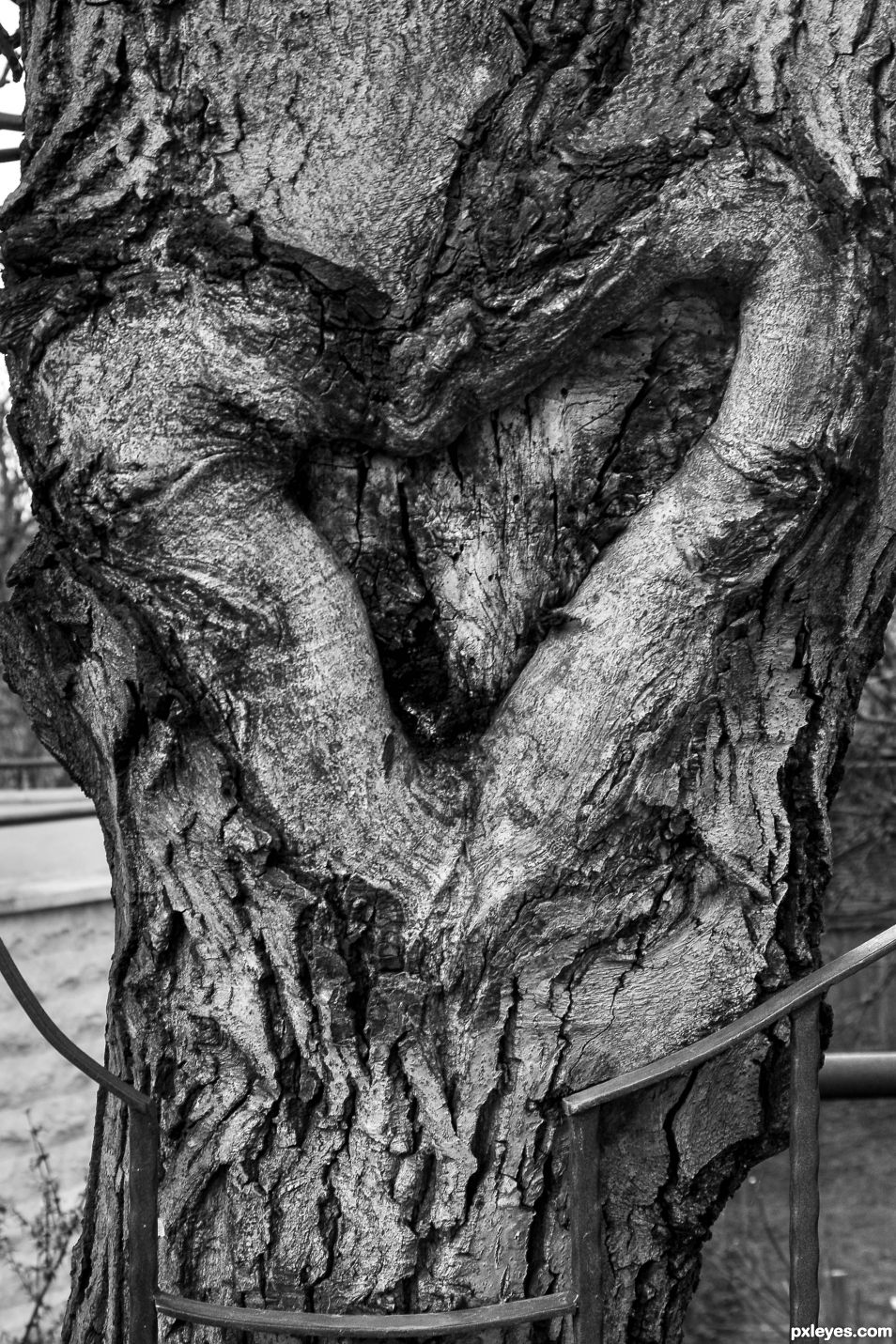 tree love