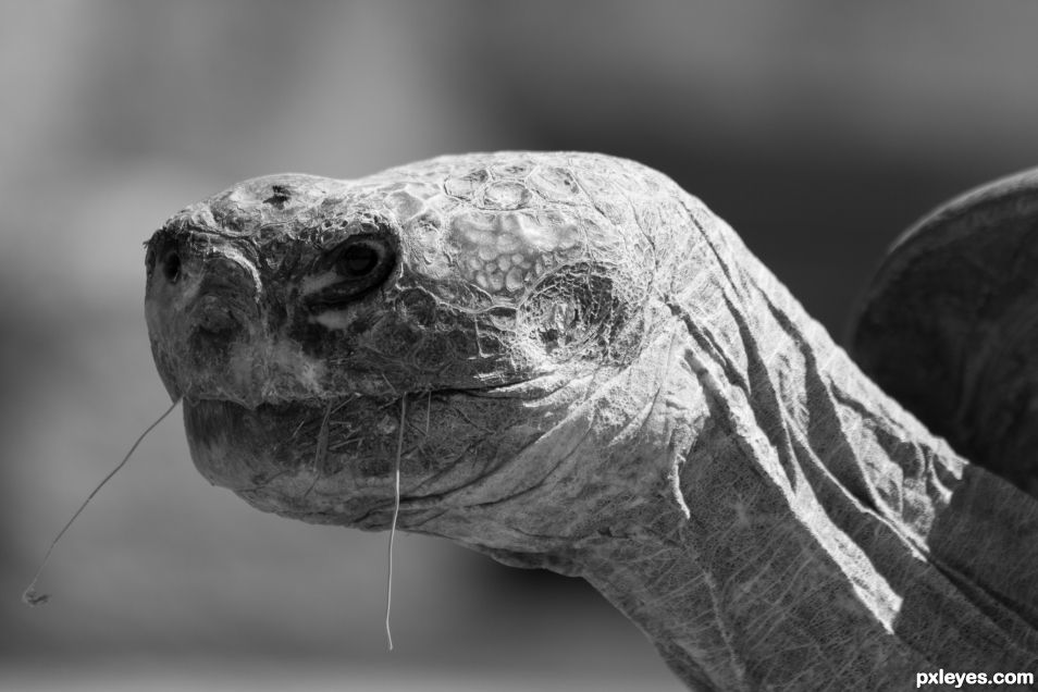 Tortoise in Profile