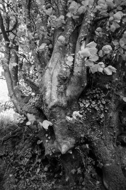 Enchanted tree