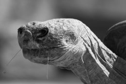 Tortoise in Profile