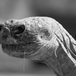 TortoiseinProfile